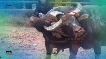 《斗牛》在线观看,热血激战，传奇诞生  第1张